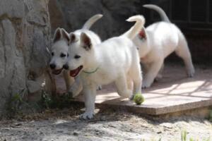 White-Swiss-Shepherd-Puppies-for-Sale-1300