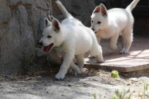 White-Swiss-Shepherd-Puppies-for-Sale-1301