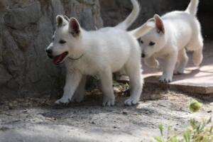 White-Swiss-Shepherd-Puppies-for-Sale-1302
