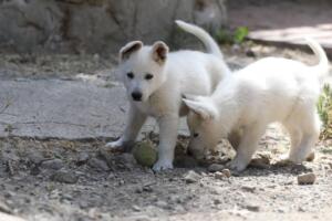 White-Swiss-Shepherd-Puppies-for-Sale-1309