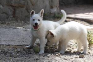 White-Swiss-Shepherd-Puppies-for-Sale-1311