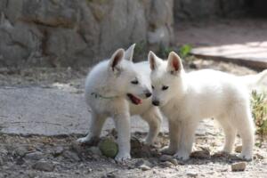 White-Swiss-Shepherd-Puppies-for-Sale-1313