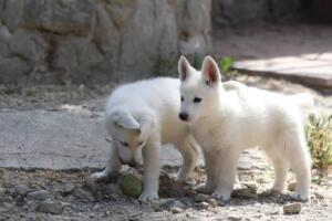 White-Swiss-Shepherd-Puppies-for-Sale-1314