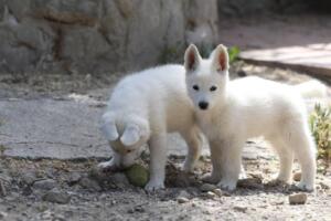 White-Swiss-Shepherd-Puppies-for-Sale-1315