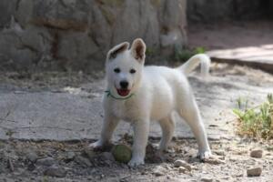 White-Swiss-Shepherd-Puppies-for-Sale-1319