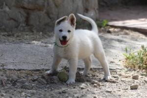 White-Swiss-Shepherd-Puppies-for-Sale-1320