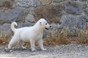 White-Swiss-Shepherd-Puppies-for-Sale-1338