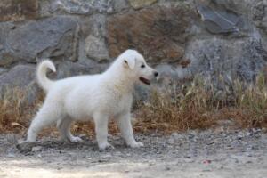 White-Swiss-Shepherd-Puppies-for-Sale-1339