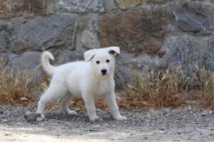 White-Swiss-Shepherd-Puppies-for-Sale-1340