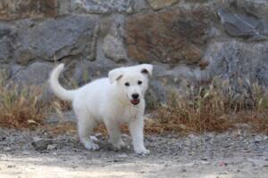 White-Swiss-Shepherd-Puppies-for-Sale-1341
