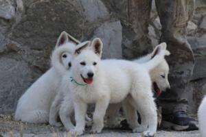 White-Swiss-Shepherd-Puppies-for-Sale-1350