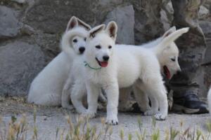 White-Swiss-Shepherd-Puppies-for-Sale-1351