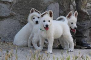 White-Swiss-Shepherd-Puppies-for-Sale-1352