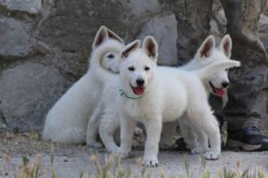 White-Swiss-Shepherd-Puppies-for-Sale-1353