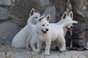 White-Swiss-Shepherd-Puppies-for-Sale-1354