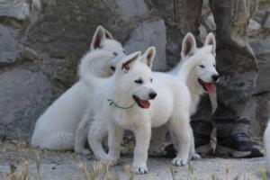 White-Swiss-Shepherd-Puppies-for-Sale-1355
