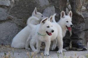 White-Swiss-Shepherd-Puppies-for-Sale-1356