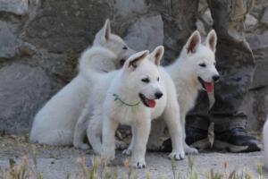White-Swiss-Shepherd-Puppies-for-Sale-1357