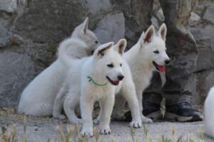 White-Swiss-Shepherd-Puppies-for-Sale-1358