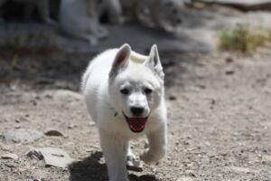 White-Swiss-Shepherd-Puppies-for-Sale-1369