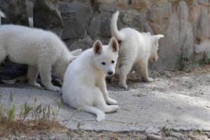 White-Swiss-Shepherd-Puppies-for-Sale-1371