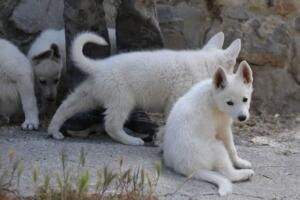 White-Swiss-Shepherd-Puppies-for-Sale-1374