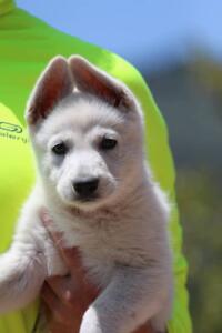 White-Swiss-Shepherd-Puppies-0818
