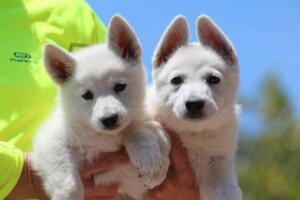 White-Swiss-Shepherd-Puppies-0843