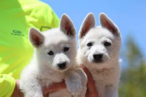 White-Swiss-Shepherd-Puppies-0848