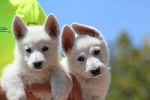 White-Swiss-Shepherd-Puppies-0862