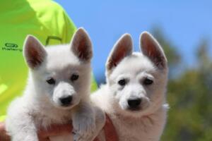 White-Swiss-Shepherd-Puppies-0869
