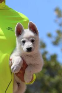 White-Swiss-Shepherd-Puppies-0877