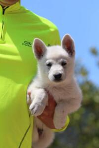 White-Swiss-Shepherd-Puppies-0879