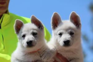 White-Swiss-Shepherd-Puppies-0905