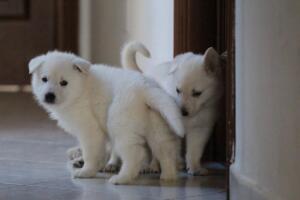 White-Shepherd-Puppies-Short-Coat-1603