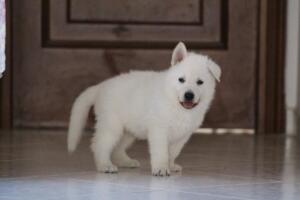 White-Shepherd-Puppies-Short-Coat-1760