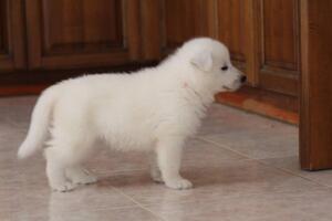 White-Shepherd-Puppies-Short-Coat-1827