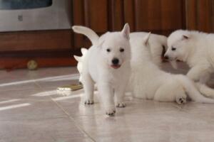 White-Shepherd-Puppies-Short-Coat-2091