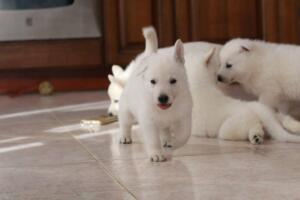 White-Shepherd-Puppies-Short-Coat-2092