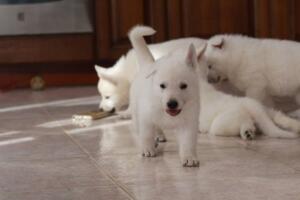 White-Shepherd-Puppies-Short-Coat-2093