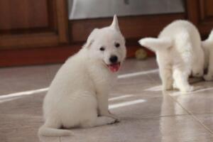 White-Shepherd-Puppies-Short-Coat-2108
