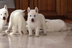 White-Shepherd-Puppies-Short-Coat-2121