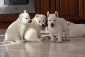 White-Shepherd-Puppies-Short-Coat-2127