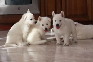White-Shepherd-Puppies-Short-Coat-2128