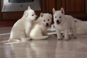 White-Shepherd-Puppies-Short-Coat-2129