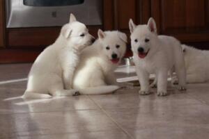 White-Shepherd-Puppies-Short-Coat-2130