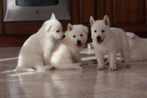 White-Shepherd-Puppies-Short-Coat-2134