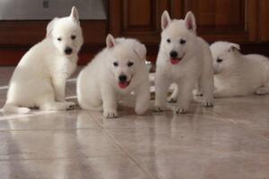 White-Shepherd-Puppies-Short-Coat-2137