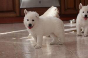 White-Shepherd-Puppies-Short-Coat-2144