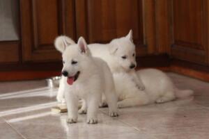 White-Shepherd-Puppies-Short-Coat-2148